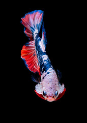 Obraz premium Betta fish Koi fish Red White in the