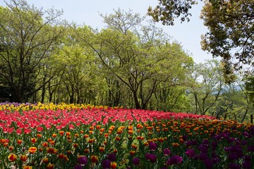 Fototapeta na wymiar 日本で春に撮影したチューリップ