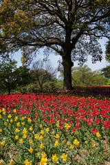 日本で春に撮影したチューリップ
