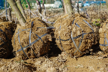 Preparation for transplanting plant seedlings in South Korea