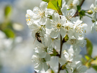 apple tree blossom in frankfurt