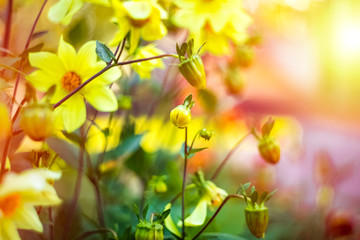 Gaussian blur. Floral background. Yellow flowers