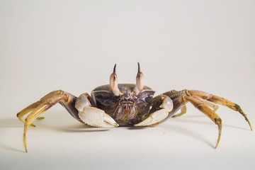 White background Horn-eyed ghost crab Ocypode ceratophthalmus form Phuket Thailand