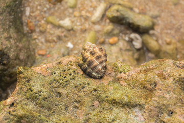 Sea Shells in Phuket Thailand