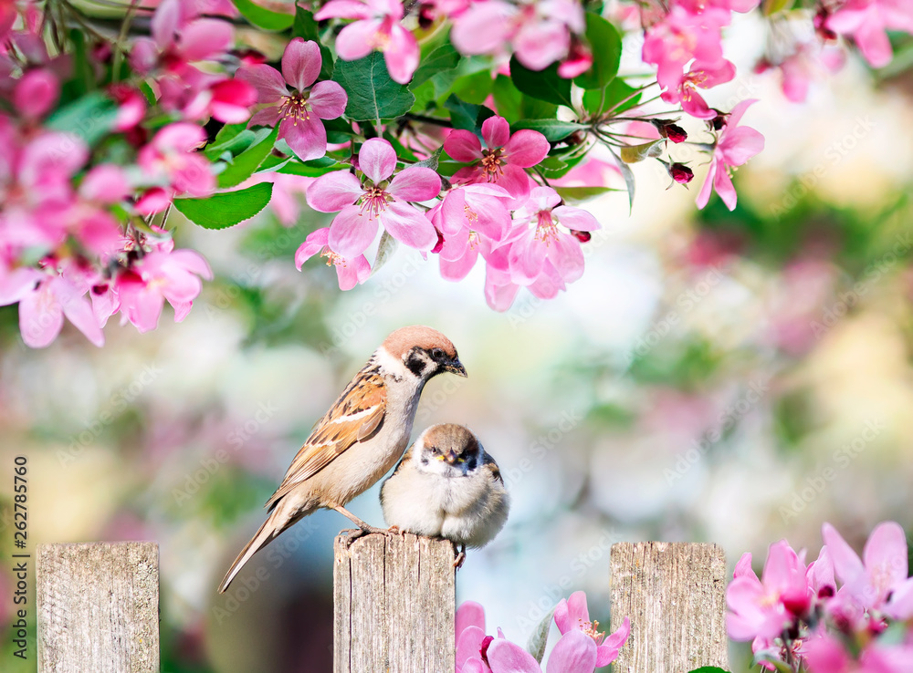 Wall mural beautiful natural background with a bird sparrow with a little chick sitting on a wooden fence in a 