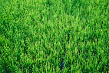 Obraz premium Close-up view of green rice field pattern