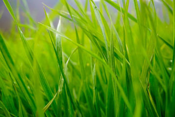 Green grass on the field
