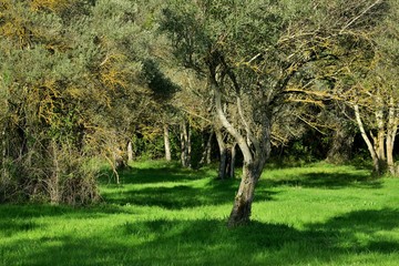 beautiful view of the lawn with olive trees