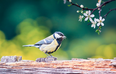 Obraz na płótnie Canvas beautiful natural background with a bird tit stands on a wooden old fence in a rustic garden surrounded by white cherry blossom on a sunny day in spring