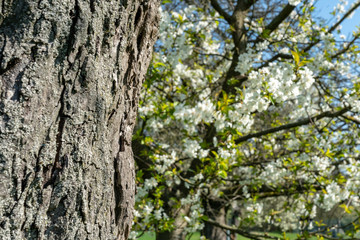 Obraz premium apple tree blossom in frankfurt