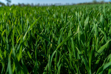 close up of green gras in springtime, frankfurt