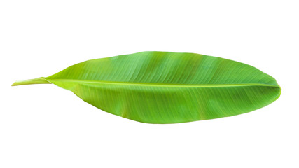 Banana leaf isolated on white background (clipping path) in for tropical natural plant tree leaves template flat lay top view