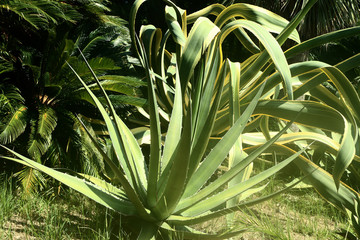Mediterranean garden mit agave plants and lush vegetation