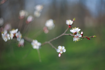 Blooming apricot-tree