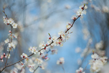 Blooming apricot-tree