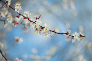 Blooming apricot-tree