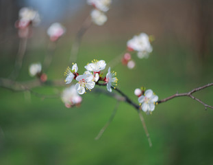 Blooming apricot-tree