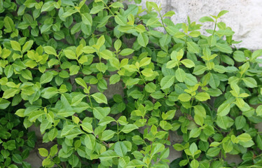 봄의 덩굴나무잎