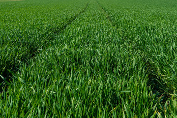 close up of green gras in springtime, frankfurt