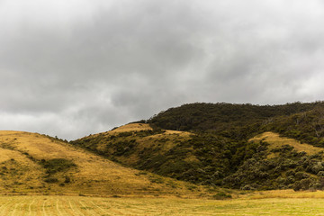 Open dried grass landscape with forest emerging from the distance.