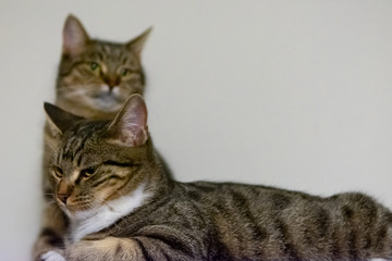 Naklejka na ściany i meble Two cats thinking deeply 