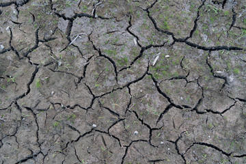 The soil surface is cracked and has small grass covered.
