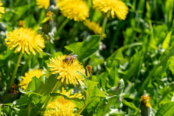 bees on dandelion flowers, frankfurt, germany