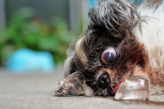 The Dog Sleeping And Use The Tongue Licking Ice On The Floor On Very Hot Day. Animal Heatstroke Concept. Selective Focus And Free Copy Space.