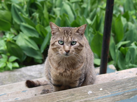 brown tabby tiger with an intense green eyed stare - Powered by Adobe