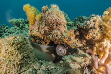 Moray eel Mooray lycodontis undulatus in the Red Sea, eilat israel