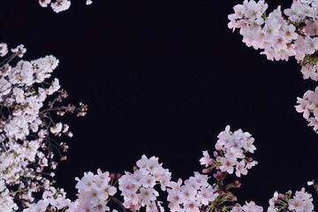 Sakura, Cherry blossom shining in the night sky background, floral frame
