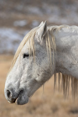 Obraz premium Wild Horse Close Up Portrait