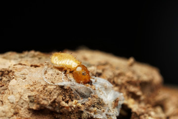 Termite on the wood. Concept dangerous for your home.