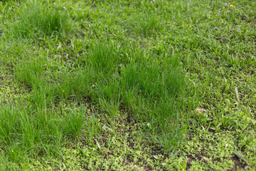 green grass background