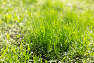 green grass background