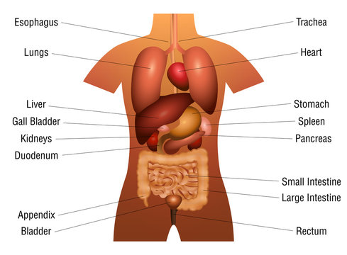 Internal organs chart - 3d anatomy diagram with inner organs and appropriate names - isolated vector illustration on white background.