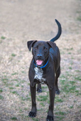 Black with Brindle Labrador Retreiver German Pointer Mix Dog - White and Black Spots Puppy with Blue Collar - Standing in Field at Dog Park - Dallas, TX