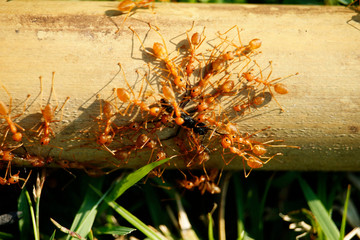 Red ants teamwork hunt black ant