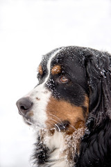 Beautiful Bernese Mountain Dog in Snow - Elegant Large Black White and Brown Tri Color Dog with Whiskers covered in Frost Icicles - Closeup Profile Looking Left
