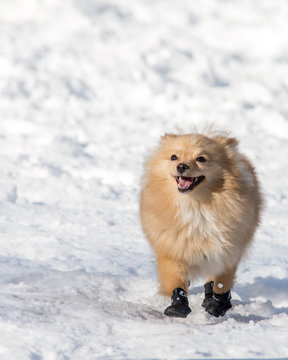 Cute Tan and White Pomeranian Dog Standing in the Snow Wearing Snow boots 