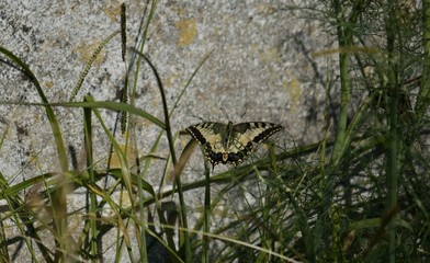 Papillon Machaon dans un jardin près de la ville de Foz en Galice, Espagne