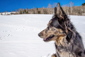 Grey and Black Cattle Dog German Shepherd Border Collie Mix Rescue Dog Poses for A Portrait in the Snow on a Spring Hike (Aspen, Colorado)