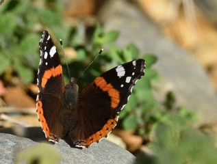 Fototapeta na wymiar Papillon Vulcain dans un jardin dans le Béarn, sud ouest de la France