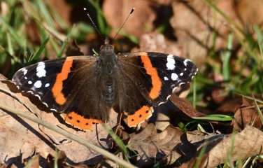 Papillon Vulcain dans un jardin dans le Béarn, sud ouest de la France