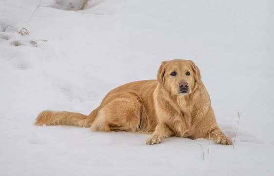 Beautiful Large Golden Retriever Dog Relaxes in the Snow after a Winter Hike
