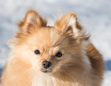 Closeup of Cute Furry Pomeranian Dog with Tan Fur - Sweet Puppy Playing in Snow at Wagner Park in Aspen, Colorado 