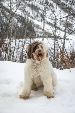 Brown and White Dog in Snow - Happy Canine Rests at top of Smuggler Mountain after a Hike in the Snow - Aspen, Colorado - 