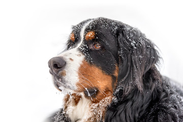 Bernese Mountain Dog in Snow with Frozen Whiskers and Snowflakes on Fur - Profile Looking to Left