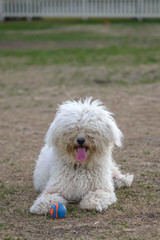 Furry Messy Long Haired Labradoodle Puppy Poodle Mix Dog Sitting in Dirt and Grass at Dog Park in Downtown Dallas, Texas