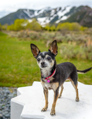 Small Black and White Chihuahua Poses For a Pet Portrait - Spring Green Meadow with Snow Capped Mountains and Ski Runs in Background - Aspen Colorado Suggi at Aspen Meadows)